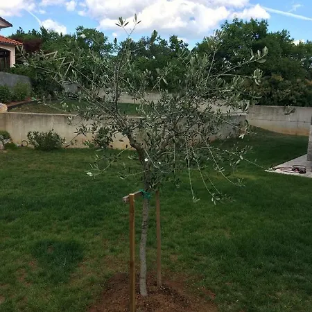 Lavander-kriz-sezana * Sežana